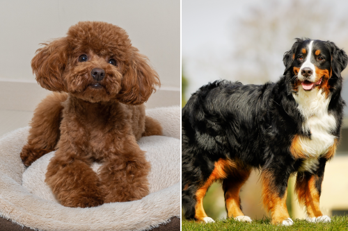 Owner Reveals What a Bernese Mountain Dog and Toy Poodle Cross Looks Like