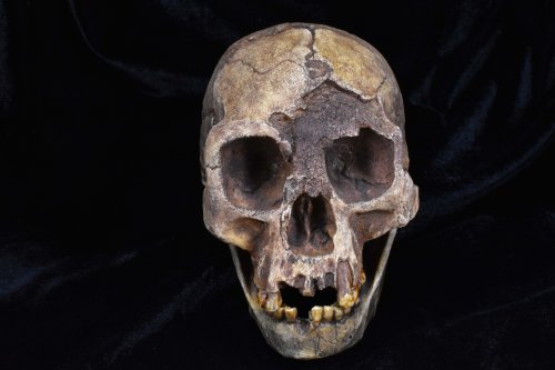 'Bizarre' Finding Changes the Way We Think About Human Evolution
