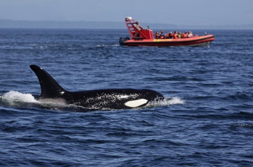 Orcas Attack So Many Boats Sailors Are Being Told To Stay in Port at Night