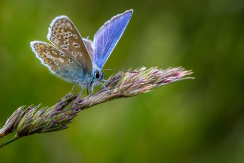 Plants and tips to attract butterflies to your garden
