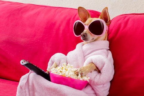 Dachshund Puppy Watching 'Modern Family' in Bed Melts Hearts: 'Queen of Sass'