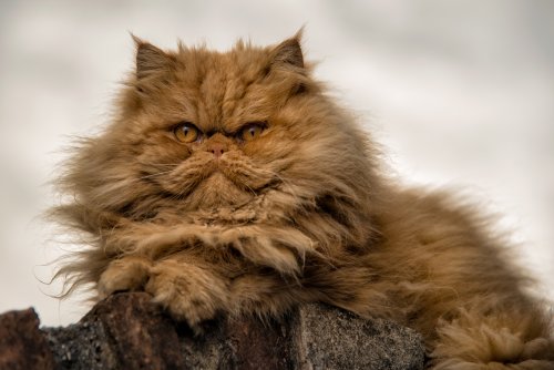 Persian cat goes viral thanks to hilariously distinctive meow—"toad cat"