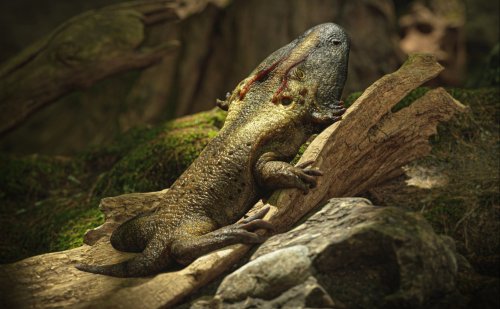 Ancient Giant-Headed Amphibian That Used Sticky Tongue to Catch Prey Discovered