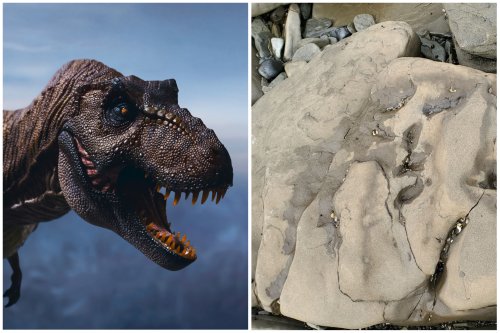 Tyrannosaurus Rex Footprint Discovered Next to Giant U.S. Volcano Crater