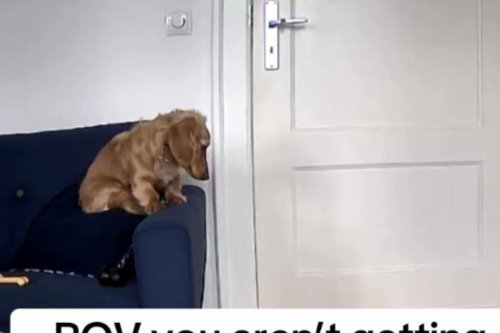 Woman Shocked What Pet Cam Reveals After Realizing Notifications Don't Work
