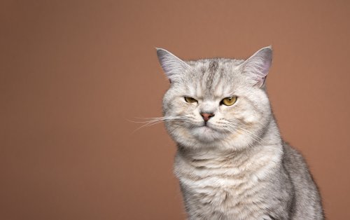 Cat Who Silently 'Judges' Instead of Biting Delights Internet