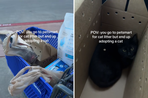 Woman Goes to Petsmart for Litter, Comes Home With Another Cat Instead