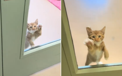 Shelter Kitten 'Demanding' Attention From Volunteers Moves People to Tears