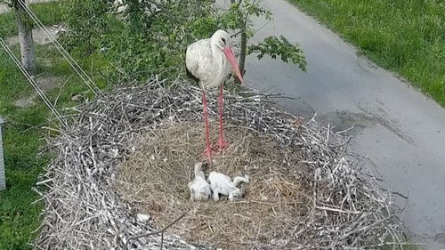 Ukraine's Nesting 'Sacred' Storks Offer Hope to War-Torn Country