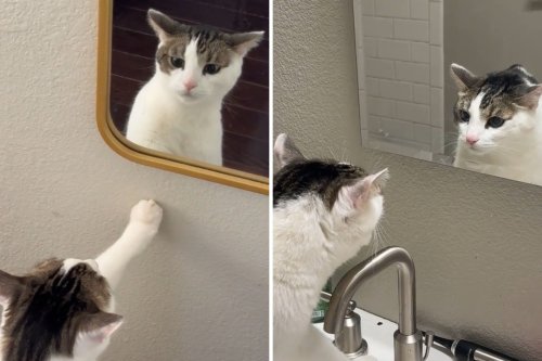 Cat Has Unexpected Reaction to Noticing His Reflection for the First Time
