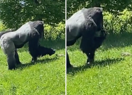 Gorilla filmed petting a groundhog delights internet: "Gentle giants"