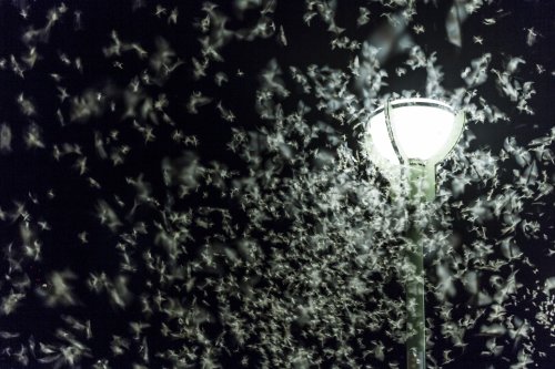 Why Insects Are Drawn to the Light, According to Science | Flipboard