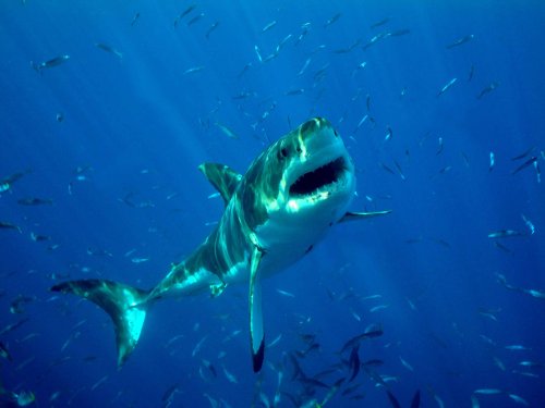 The story of deep blue, the biggest great white shark in the world