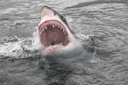 Giant Shark Takes Whale's 'Whole Head Off' in 'Lightning' Attack
