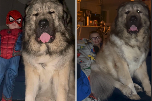 Dog So Big He Could Be 'Part Bear, Part Lion' Is Blowing People's Minds