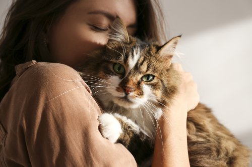 Cat Breeds that Love to Cuddle