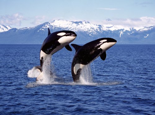 Why Don't Orca Ever Attack Humans in the Wild?