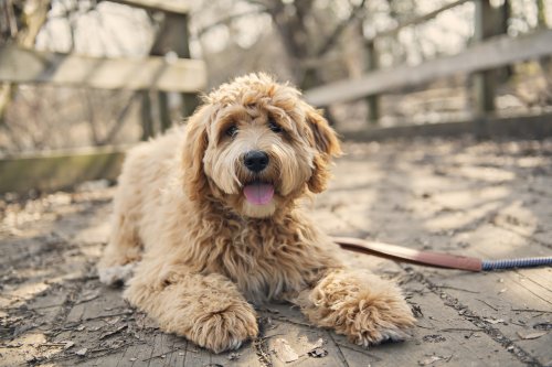 Owner Completely Unprepared for Where She Finds Doodle: 'Just How'