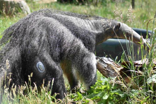 Diabetic Giant Anteater Fitted With Glucose Monitor
