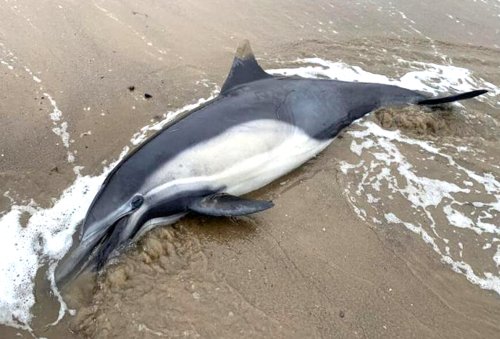 Thousands of Dolphins and Sea Lions Washing Up Dead on California Coast