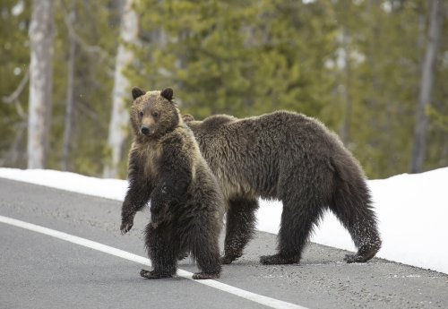 grieving bear