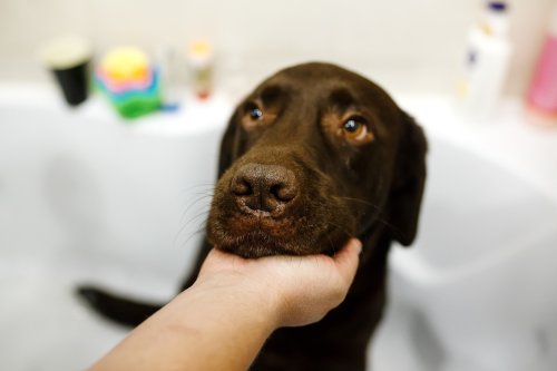 Hearts Melt Over Labrador's Response to First Bath After Being Rescued
