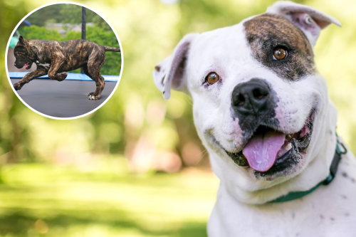 Internet In Stitches As American Bully Thinks Trampoline 'Belongs To Him'