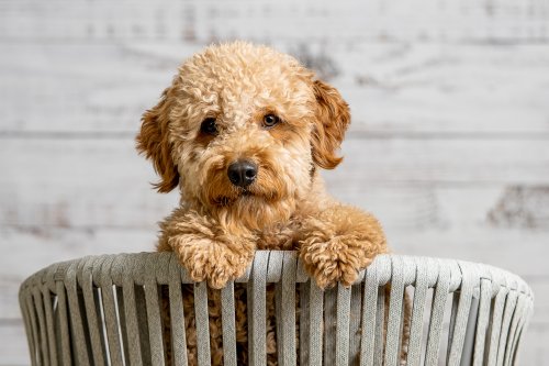 Woman Leaves Internet in Stitches by Showing Her 'Mini Goldendoodle' Now