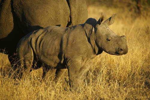 Rare Rhino Baby Dies at 5 Days Old
