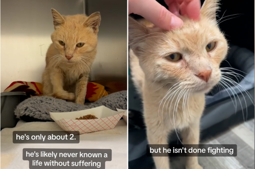 Hearts Break for Cat Who Has 'Never Known a Life Without Suffering'