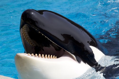 Lolita the Killer Whale May Return to Mother After Decades in Captivity