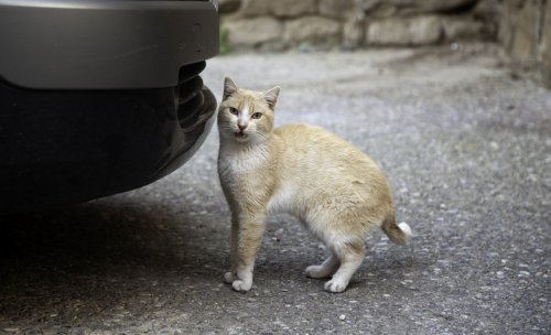 Cat's Plan To Stop Owner From Leaving the Driveway Has Internet in Stitches
