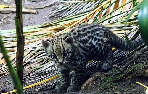 Ocelot Kitten Tries Out Its Climbing Skills in Adorable Video