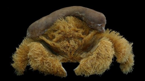 Scientists Discover New Furry Crab Species