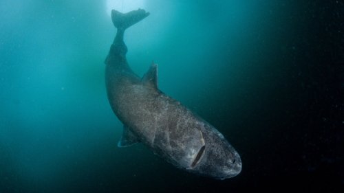 The Strange and Gruesome Story of the Greenland Shark, the Longest-Living Vertebrate on Earth
