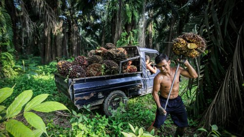 The Violent Costs of the Global Palm-Oil Boom