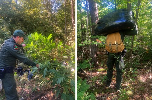 Rangers burn marijuana plants, pull lost CNY hikers out of Rome swamp