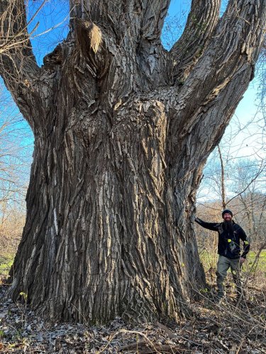 Upstate New York tree hunter just discovered the biggest tree in New York (maybe the nation)
