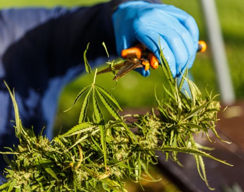 NY Cannabis Control Board approves another 58 marijuana cultivators