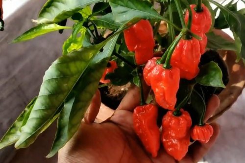 What Is the Hottest Pepper in the World? Here Are 10 of the Spiciest