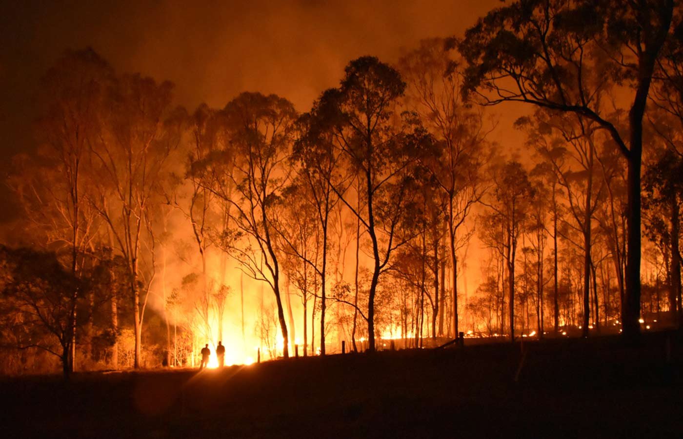 NSW National Parks web app accessed by OpenAI agent