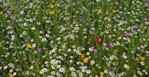 How to grow a lawn that's better for wildlife