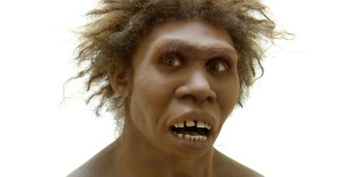 Human ancestor Homo erectus had the stocky chest of a Neanderthal