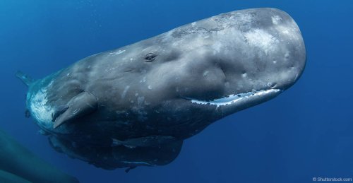 Echolocation gives whales lopsided heads