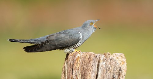 UK’s cuckoos unable to adjust migrations to keep up with climate change
