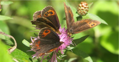 Half of British butterflies placed on extinction Red List