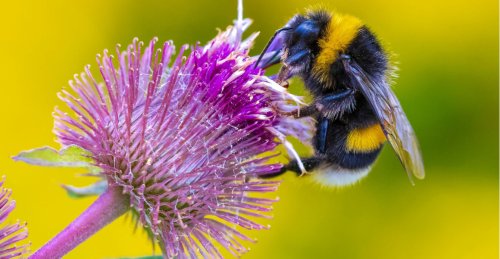 Saving British bumblebees needs a range of habitats