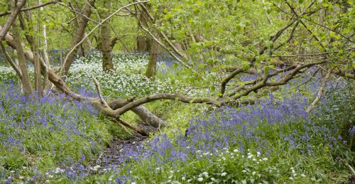 New forests and restoration among proposals for England’s woodlands