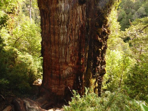 Scientists May Have Discovered the World’s Oldest Living Tree in Chile: “It’s a Time Capsule”