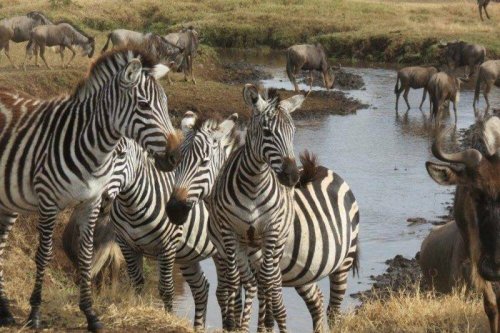 Where to go on an African Safari | Travelgal Nicole